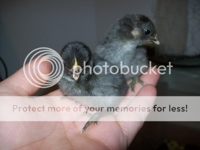 chick029.jpg