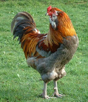 ameraucana.jpg