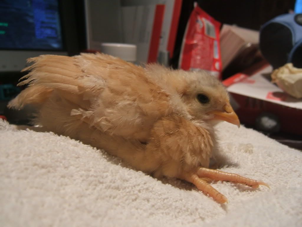 DSCF3989.jpg