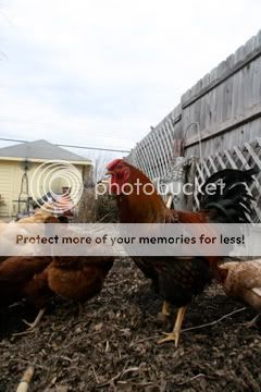 IMG_3778.jpg