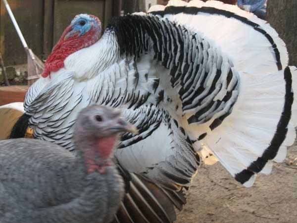 ScreamerSpottedHead040409.jpg