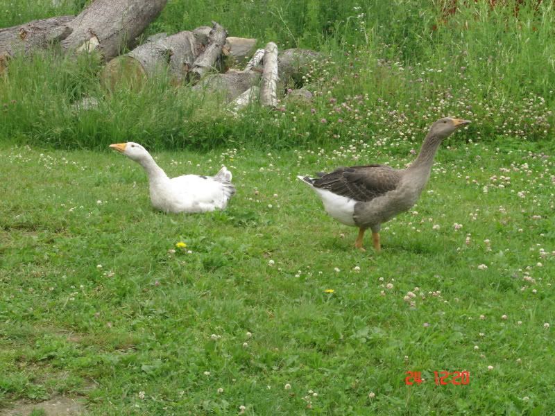 DSC01834.jpg