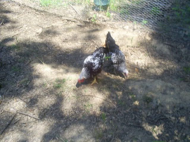 animals142.jpg