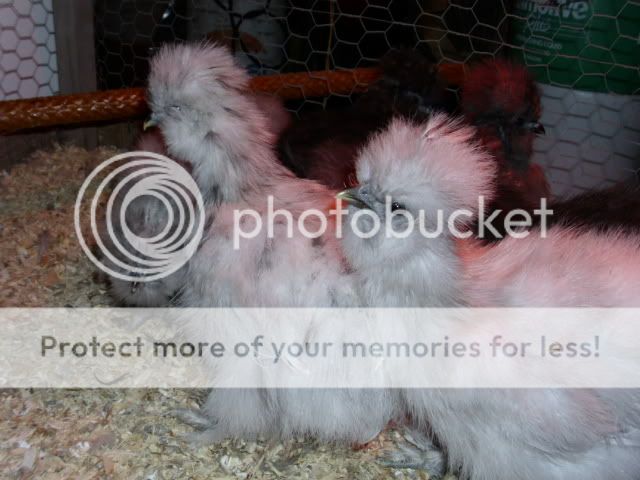 silkiechicks007.jpg