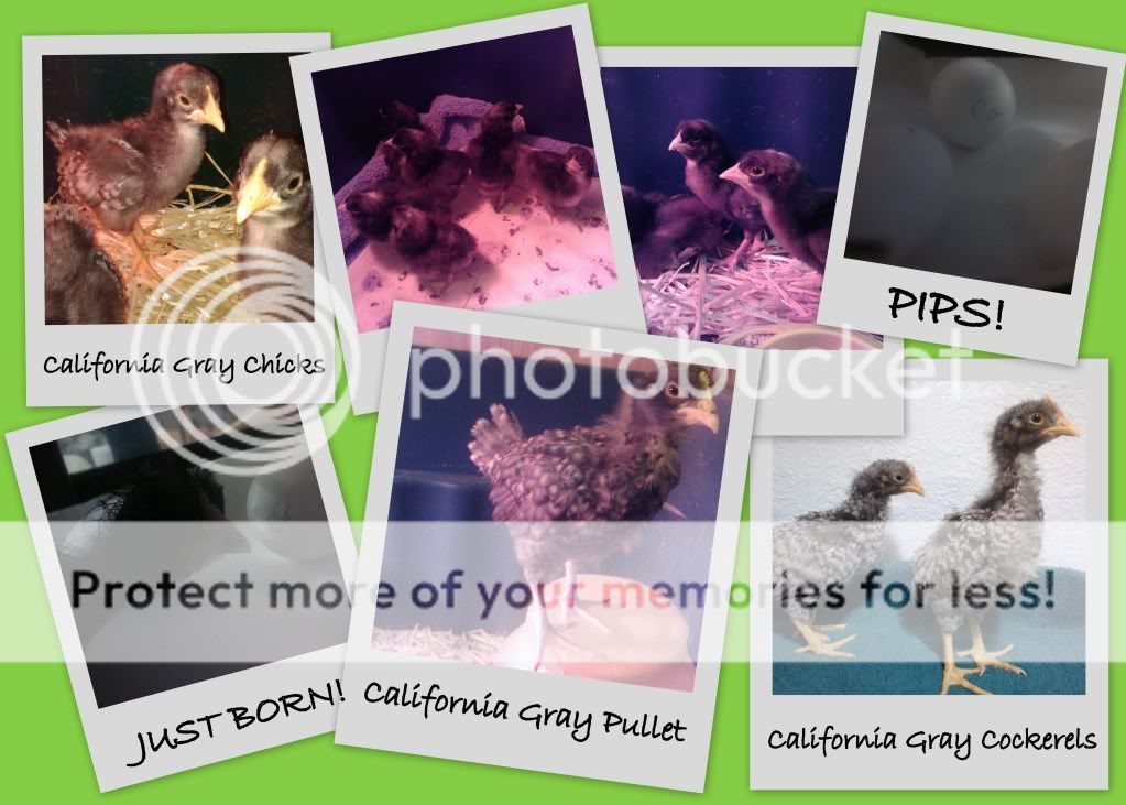 CGassorted.jpg