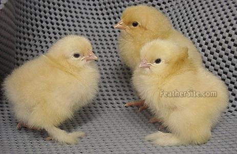 BuffCochinChix.JPEG