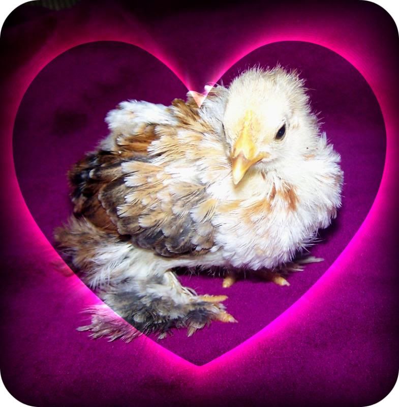 lchick011.jpg