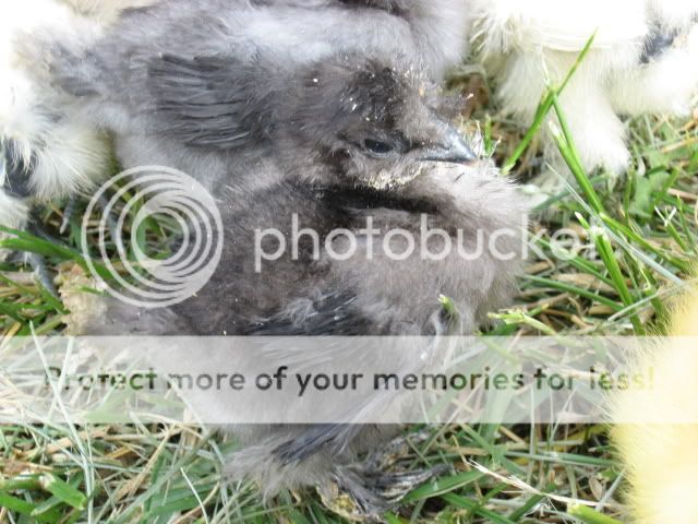 chickfieldtrip028.jpg