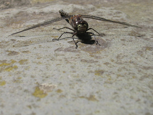 3576617398_5419ff5005.jpg