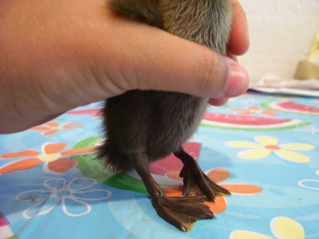 100_2906.jpg