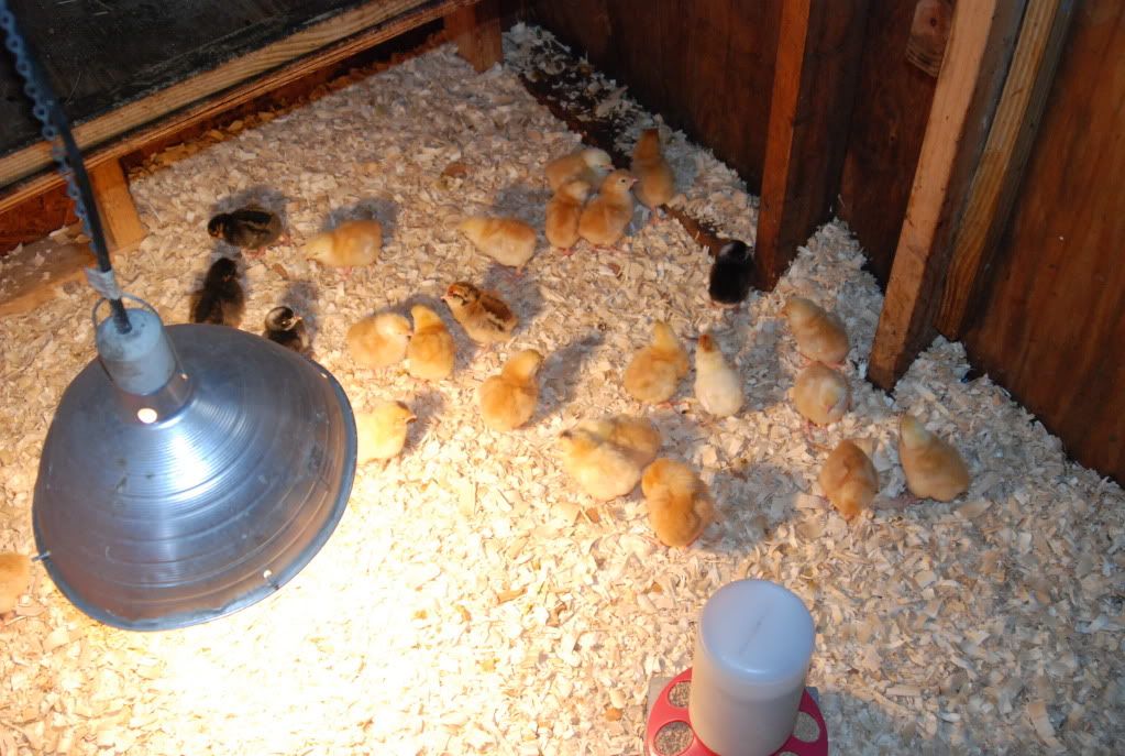2010Chicks2.jpg
