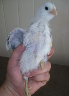 BantamChick2a.jpg