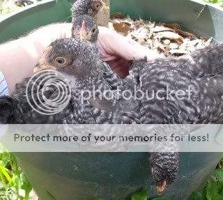 pullets1.jpg