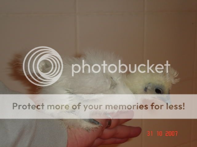 chickens032.jpg