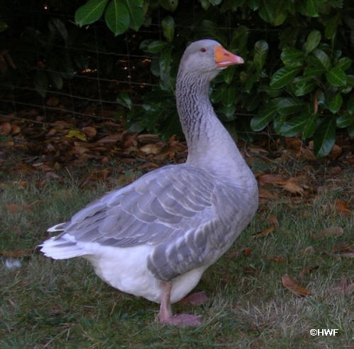 AmBl_Oct2206_N4.jpg