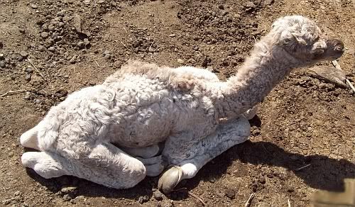 babycamel.jpg