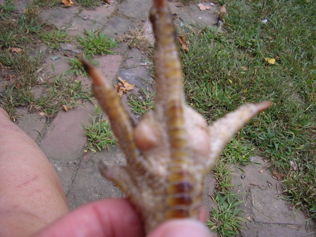 chickensetc006.jpg