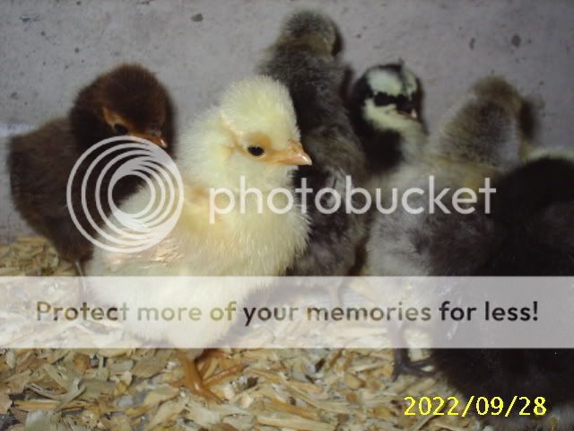 Newchicks13.jpg