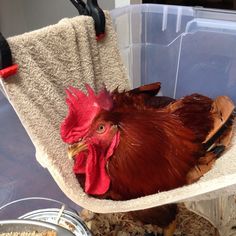 20c69e1545b39ce4ddfd01c392f64504--poultry-recovery.jpg