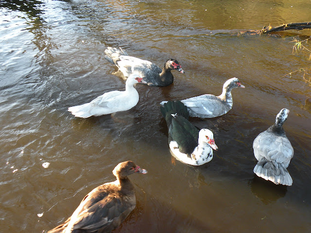 DSCN1403.jpg