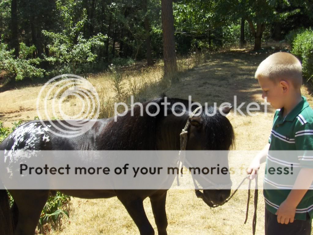 ponies018.jpg
