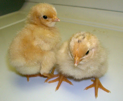 GLOfam1-buffchix.jpg
