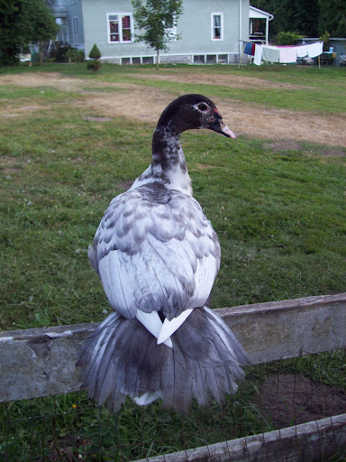 100_3485.JPG