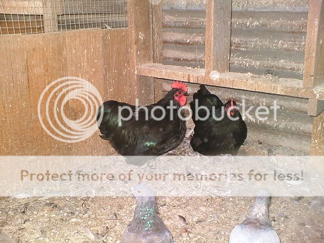DSCF4972.jpg