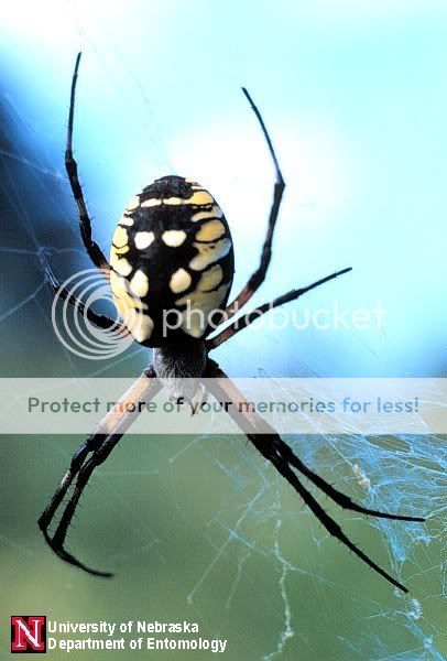 gardenspider.jpg