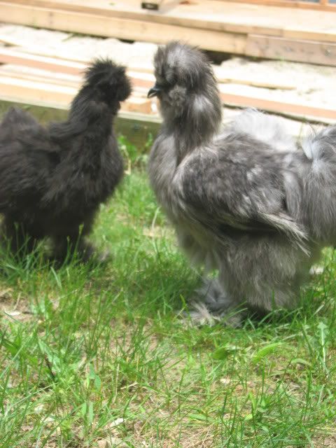 silkies100.jpg