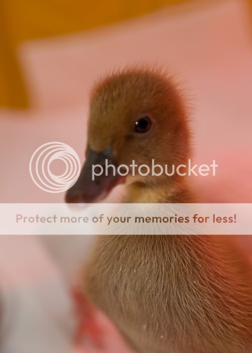 0905duckmorning012.jpg