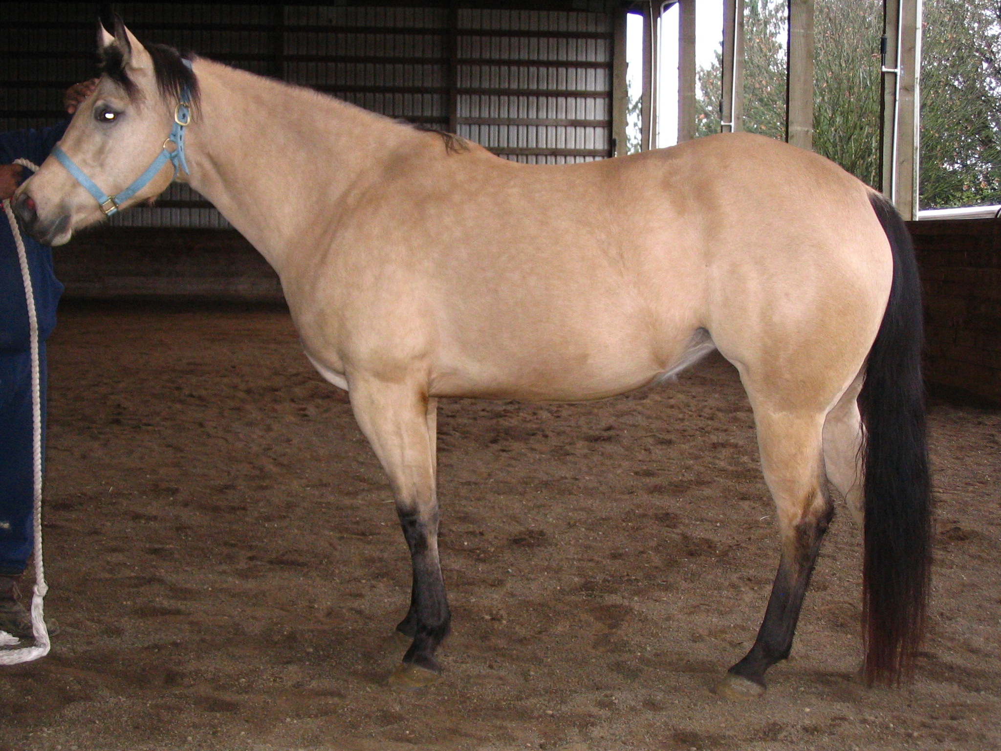 Buckskin_mare_left_flank.jpg