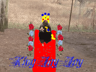 Chickiepics12-08009-1.gif