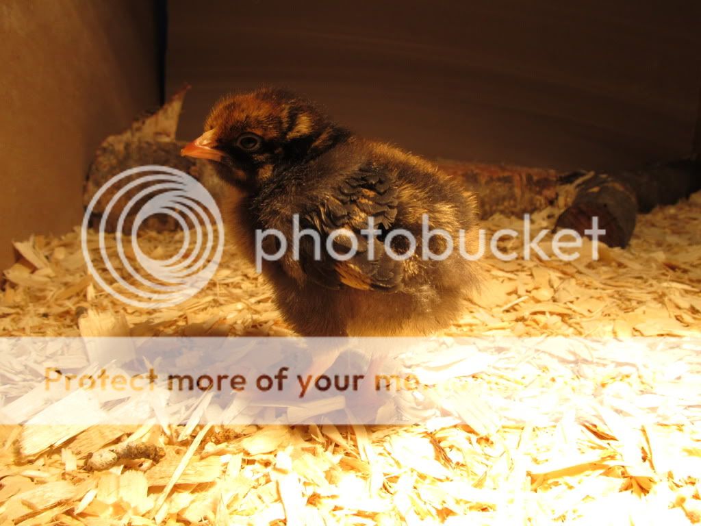 Chicken033.jpg