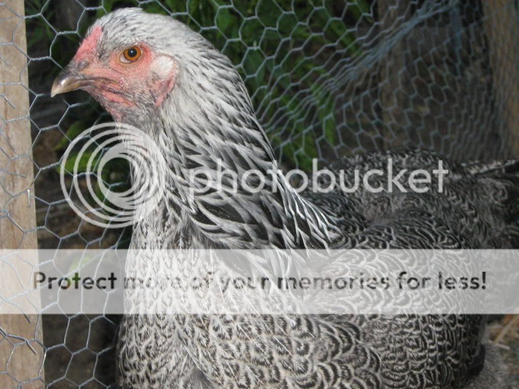 NewChickens9-5-10037.jpg