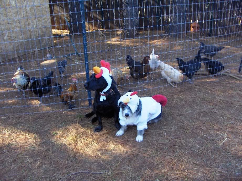dogchickens1.jpg