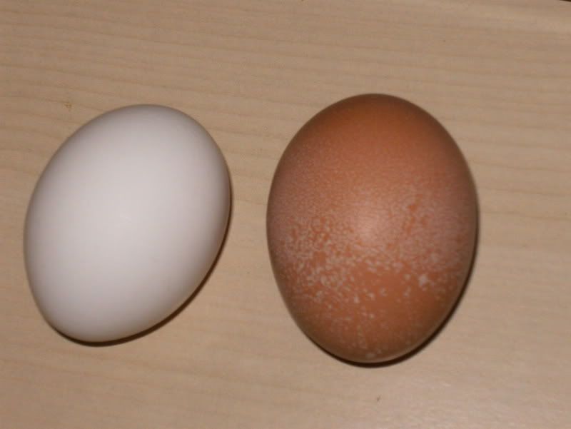 Bigegg.jpg