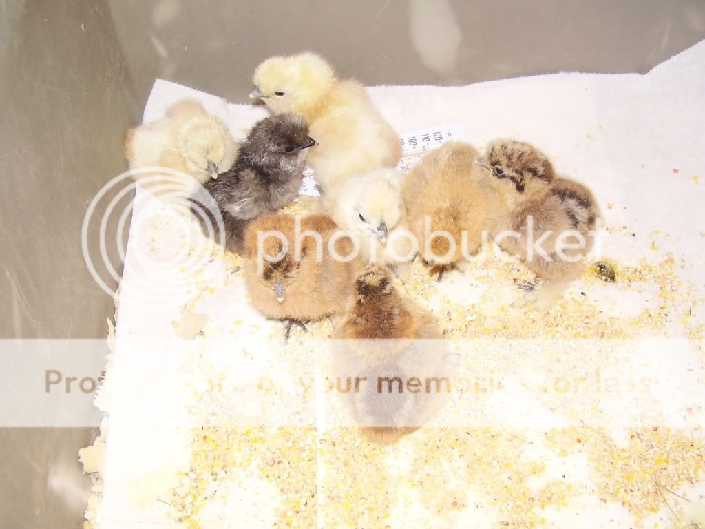 8babies.jpg