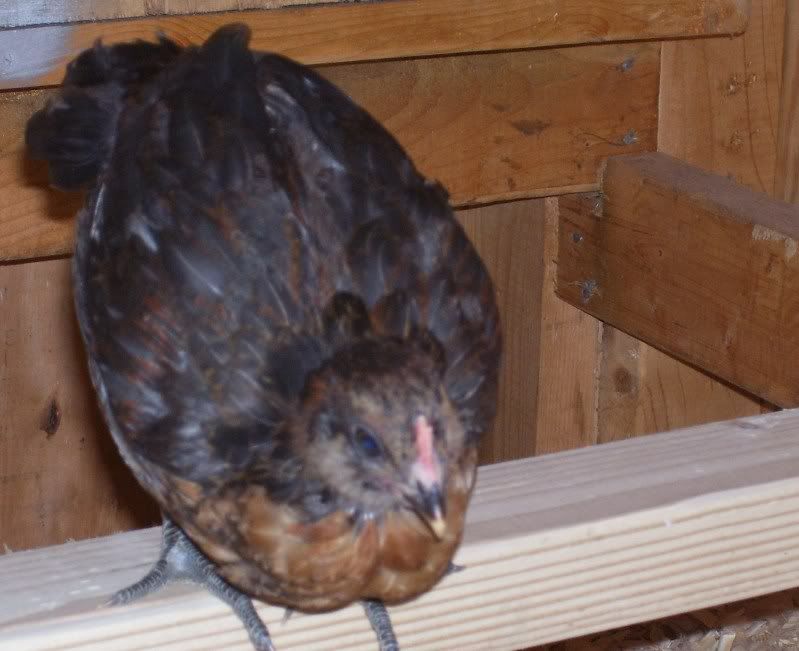 chicks55weeks010.jpg