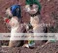 punksquirrels.jpg