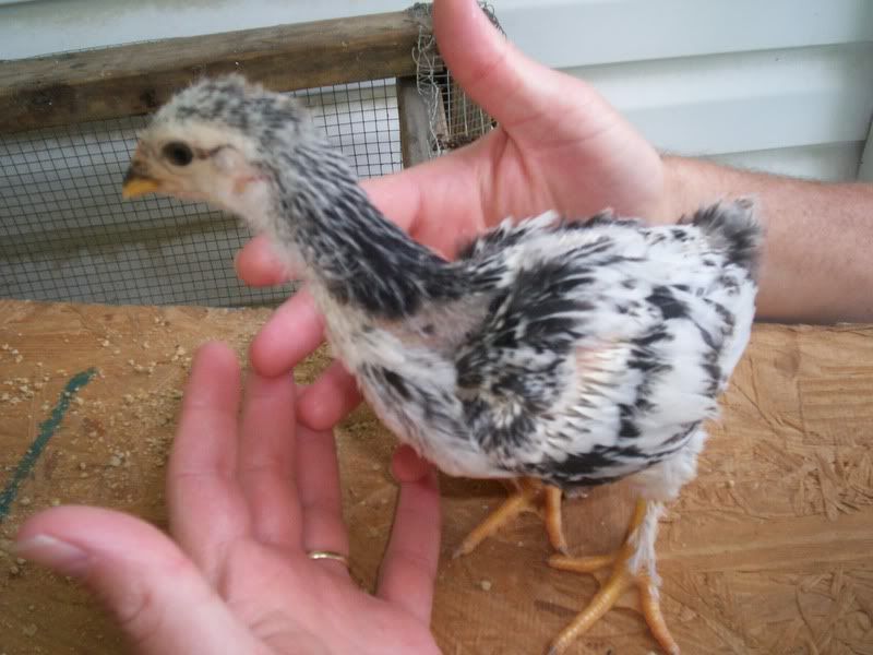 porchchick4weeksold009.jpg