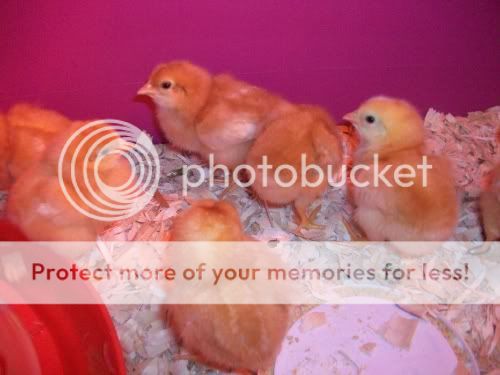 100_2612.jpg