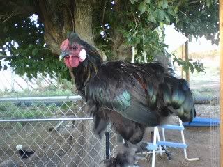 Greenfeathers1.jpg