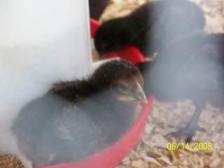 100_0371.jpg