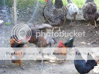 Picture007.jpg
