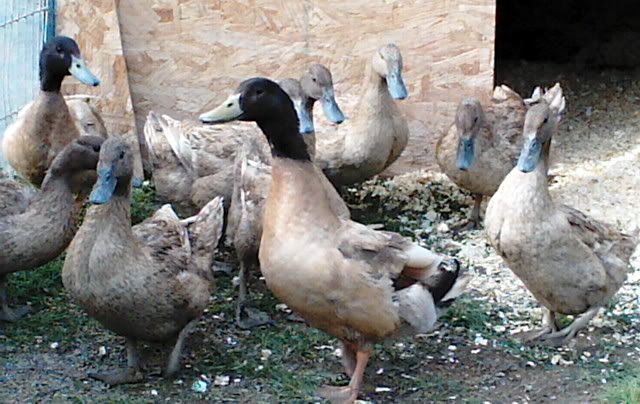 FlockKhakis.jpg