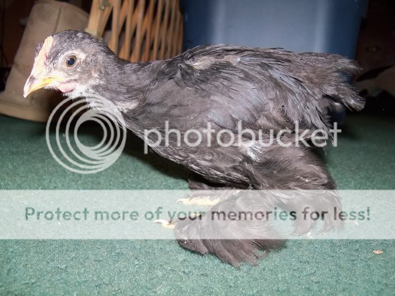 5weekchick060.jpg