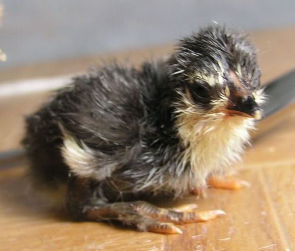 TinyChick.jpg