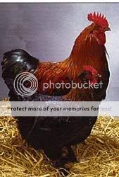 BlackCopperMarans.jpg