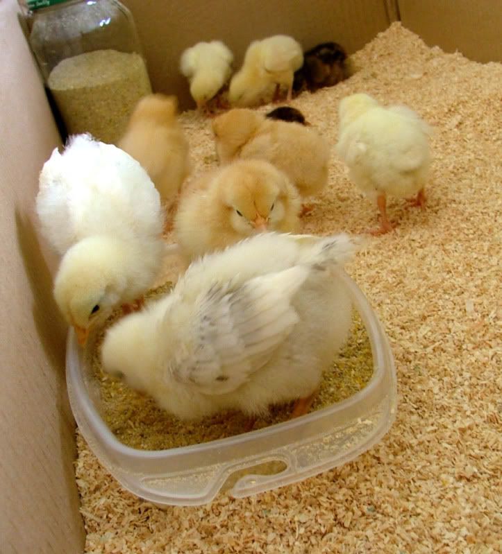 chickens13.jpg